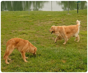 dogs enjoying the grass